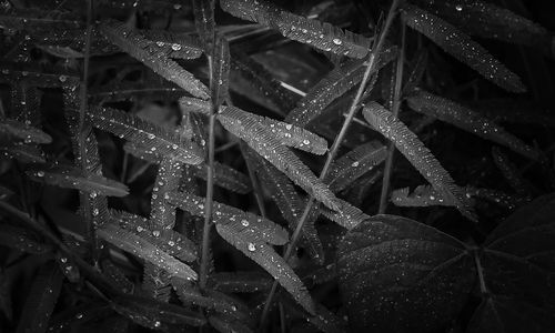 Close-up of christmas lights on spider web