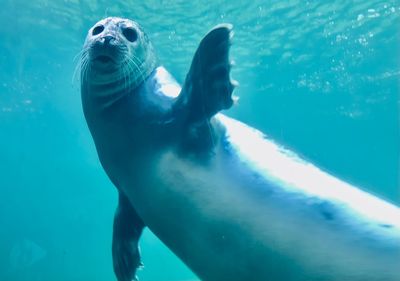 Waving seal in aquarium wilhelmshaven