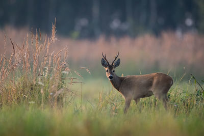 Deer standing on field