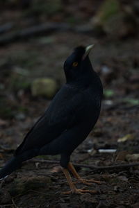 Close-up of bird perching on a field