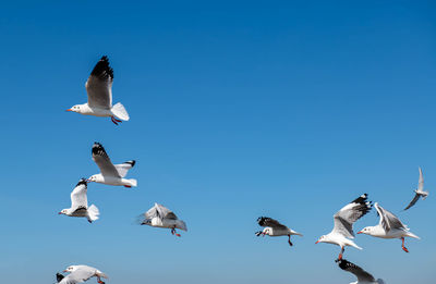 Group of seagulls flying in the sunny clear blue sky.