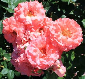 Close-up of pink flowers