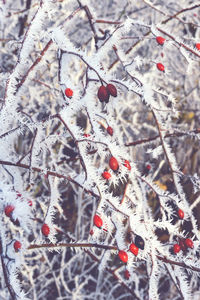 Close-up of fruits on tree