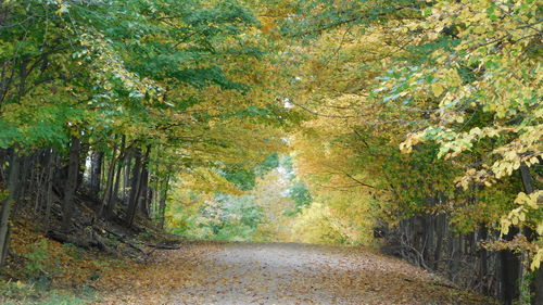 Road amidst trees in forest during autumn
