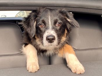 Portrait of dog sitting in car