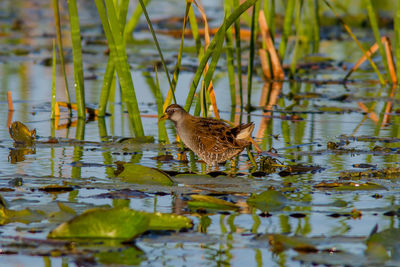 Birds in lake