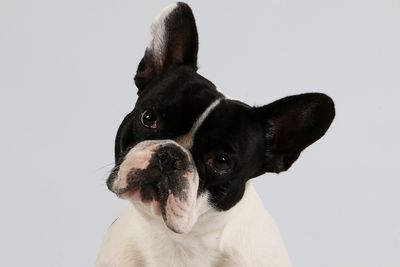 Portrait of black dog against white background