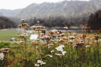 Close-up of wilted flowers on field