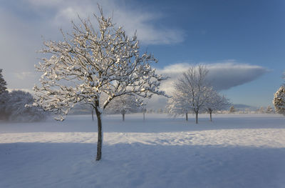 Bare trees on snow field against sky