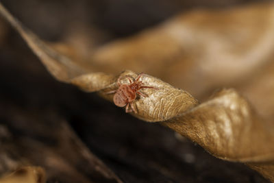 Close-up of spider on dry leaf