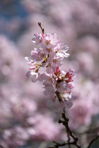 Close-up of pink cherry blossoms