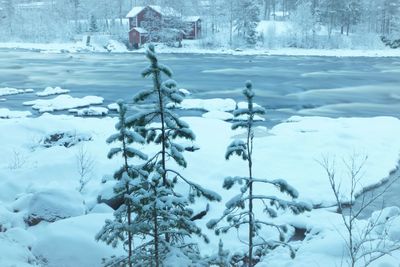 Snow covered plants in winter season