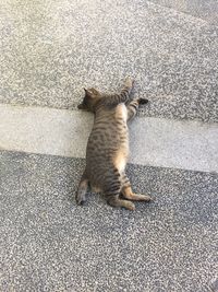High angle view of cat sitting on road