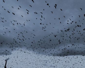 Low angle view of birds flying in sky