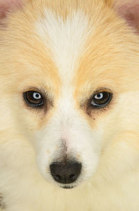 Close-up portrait of dog