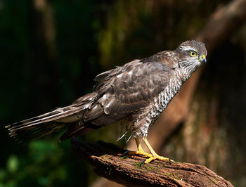 Close-up of eagle perching on tree