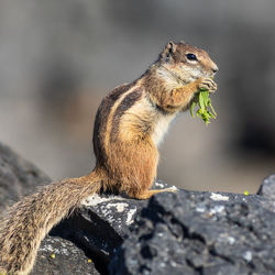 Close-up of squirrel on rock