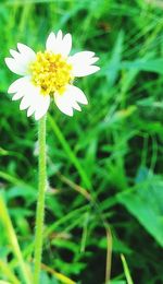 Close-up of insect on flower