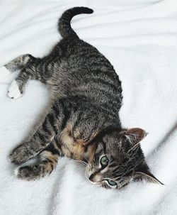 High angle view of cat relaxing on bed