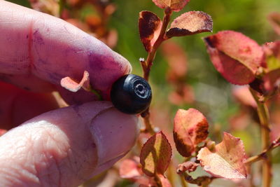 Close-up of fingers picking berries on blueberry plant.