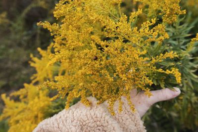 Close-up of yellow flowering plant