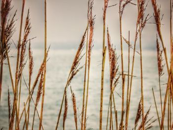 Close-up of wheat growing on sea against sky