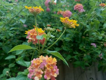 Close-up of yellow flower