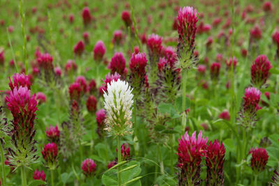 Close-up of pink flowers in garden