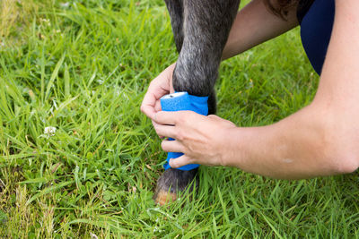 Cropped hands of woman wrapping bandage on horse leg