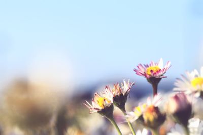 Close-up of flowering plant against sky