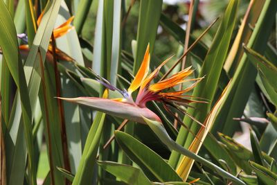 Close-up of orange flowering plant