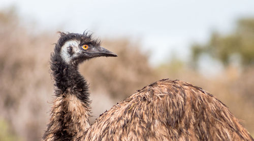 Close-up of emu looking away