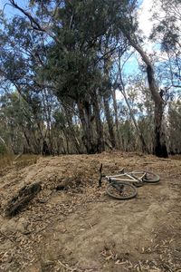 Trees on field against sky