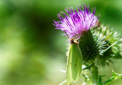 Close-up of bee on thistle