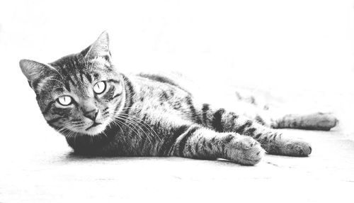 Close-up portrait of a cat