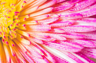 Full frame shot of pink flower blooming in park