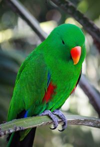 Close-up of parrot perching on branch