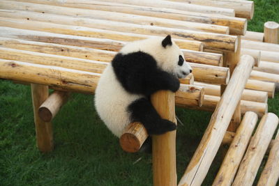 Cat sitting on wooden bench