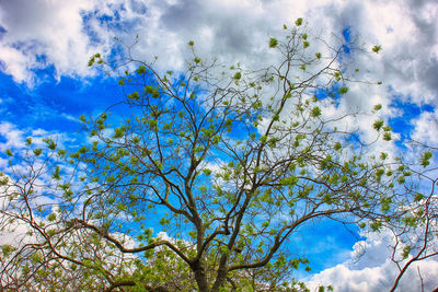 Low angle view of flowering tree against cloudy sky