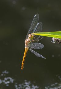 Close-up of damselfly on plant