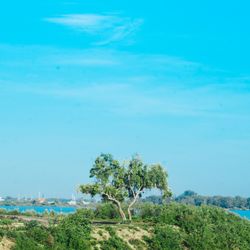 View of trees against blue sky
