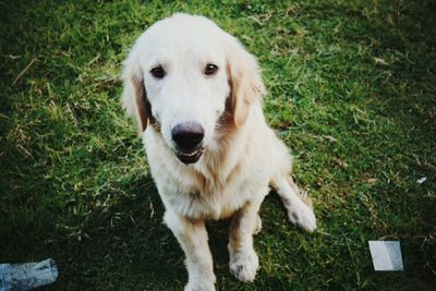 Close-up portrait of dog on grass