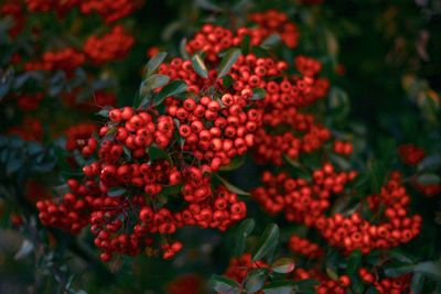 Close-up of red berries on plant