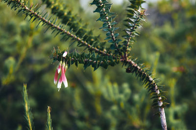 Close-up of plant