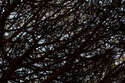 Low angle view of trees against sky