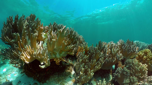 Tropical colourful underwater seascape. tropical fishes and coral reef underwater. 