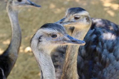 Close-up of a bird