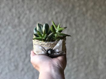 Close-up of hand holding plant