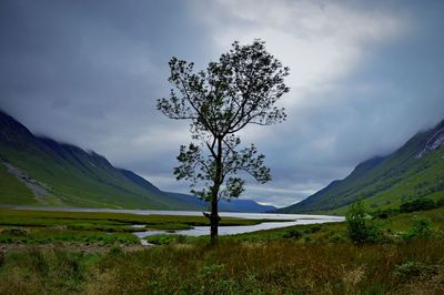 Tree on field by lake against cloudy sky