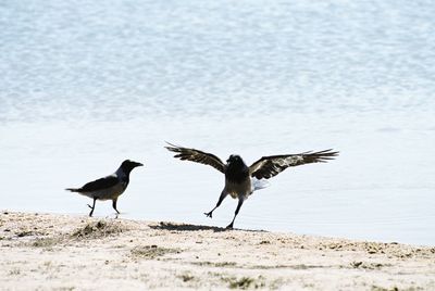 Birds flying over beach